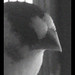 Bert Guthrie Photo 5