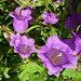 Donna Sutton Photo 12