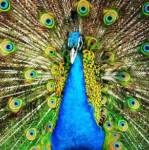 Julia Peacock Photo 25