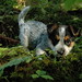 Willie Forest Photo 4