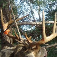 Joseph Sutliff Photo 5