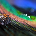 Lisa Peacock Photo 16