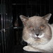 Walter Downing Photo 8