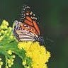 Debra Lyons Photo 43