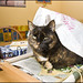 Tabitha Emerson Photo 9