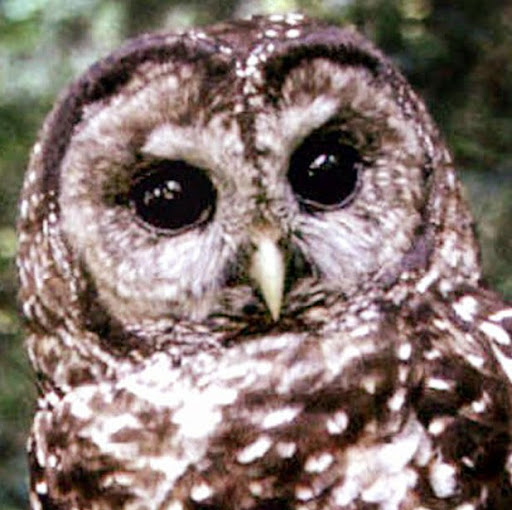 David Tyson Photo 36