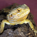 Rudy Beard Photo 4