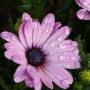 Kathy Shepard Photo 32