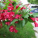Rose Weigel Photo 11