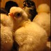 Rita Hahn Photo 17