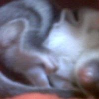 Liang Liang Photo 41