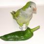 Deborah Squires Photo 14