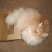 George Box Photo 26