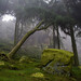 Misty Moss Photo 22