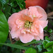 Deborah Peach Photo 11