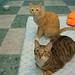 Jacky Lin Photo 16
