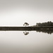 Kenneth Trees Photo 5