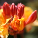 Connie Hansen Photo 31
