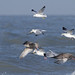 Michael Herring Photo 18