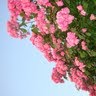 Lan Jiang Photo 26