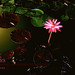 H Bloom Photo 2