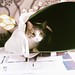Amy Jaeger Photo 9