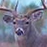 Patrick Tanner Photo 12