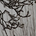Barbara Hurst Photo 19