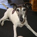 Bonnie Bell Photo 16