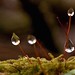 Misty Moss Photo 26
