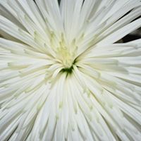 Shana Mills Photo 6