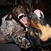 Benny Short Photo 7
