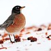 Robin Mclaughlin Photo 23