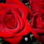 Sherry Ellis Photo 15