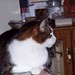 Bert Andrews Photo 11