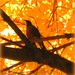 Robin Maples Photo 10