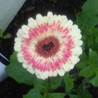 Susan Devries Photo 19