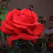 Terrie Fuller Photo 15