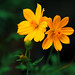 Daisy Dinh Photo 3
