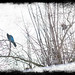 Jay Snow Photo 21