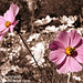 Cynthia Blume Photo 13