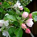 Eileen Apple Photo 18