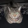 Jennifer Hoke Photo 24