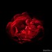 Andres Rosas Photo 15