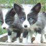 John Hutchins Photo 19