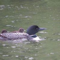 Julie Lammers Photo 11