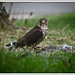 Robin Hawk Photo 24