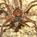 Stephen Huntsman Photo 12