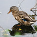 Jean Mallard Photo 10
