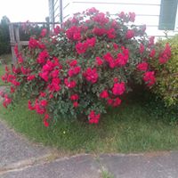 Carolyn Reed Photo 19